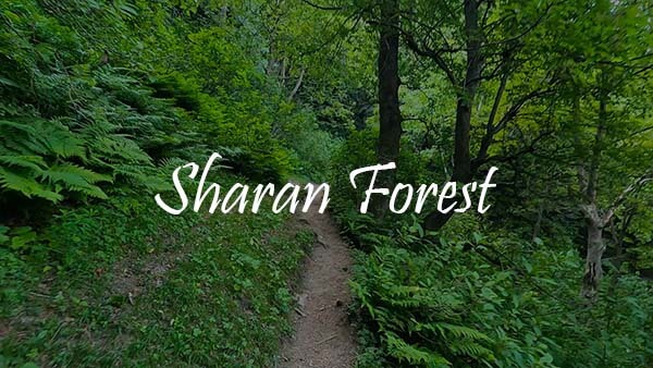 Sharan Forest